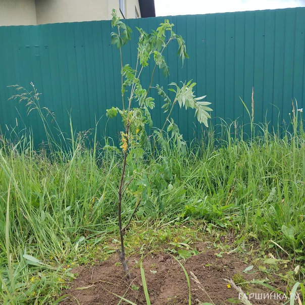 превью изображения отзыва