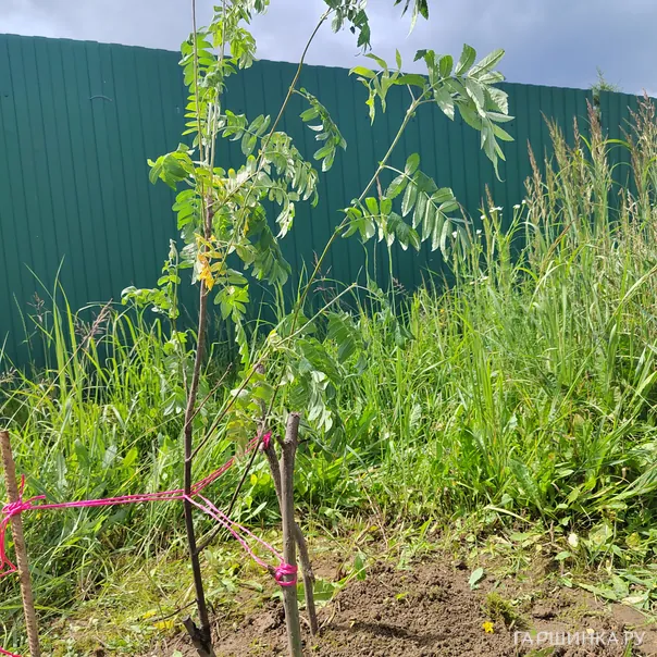 превью изображения отзыва