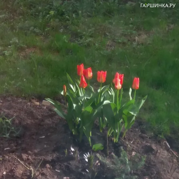 превью изображения отзыва