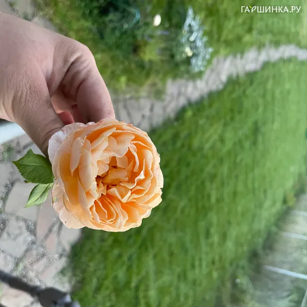 превью изображения отзыва