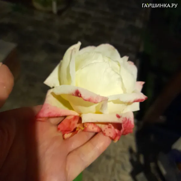 превью изображения отзыва