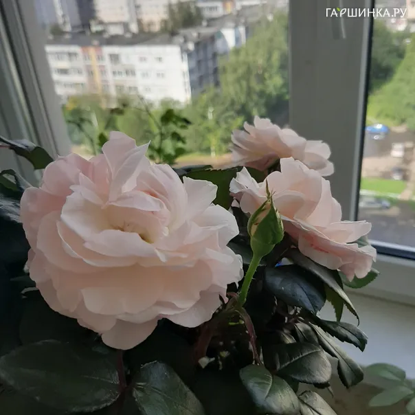 превью изображения отзыва