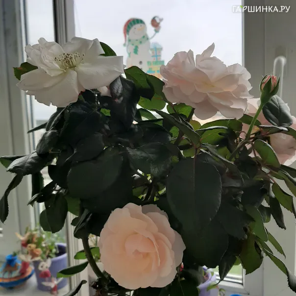 превью изображения отзыва