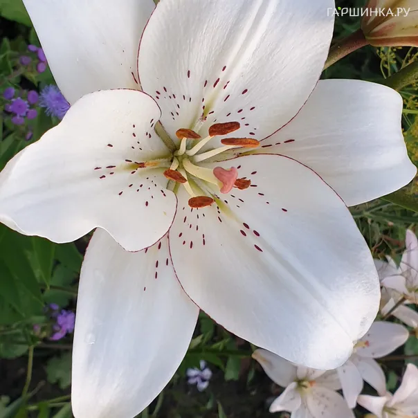 превью изображения отзыва