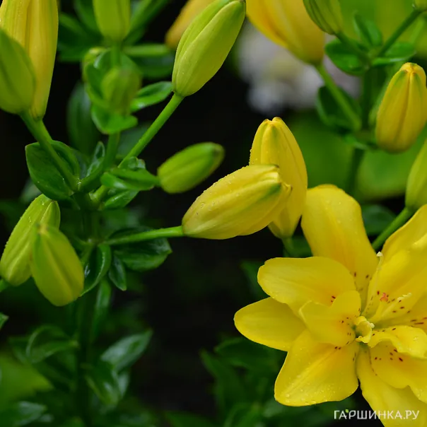 превью изображения отзыва