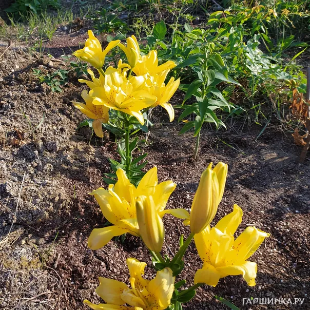 превью изображения отзыва