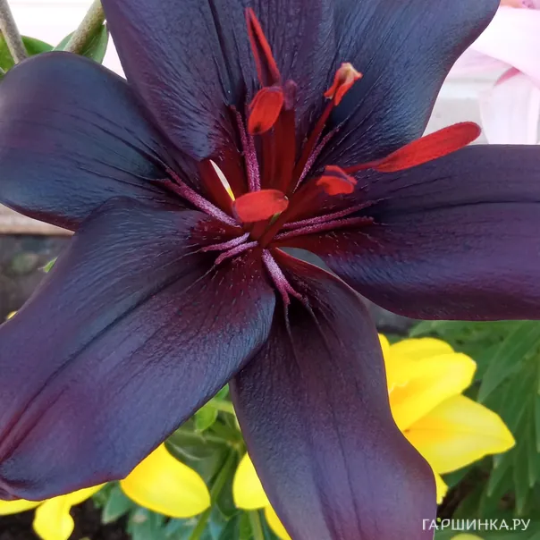 превью изображения отзыва