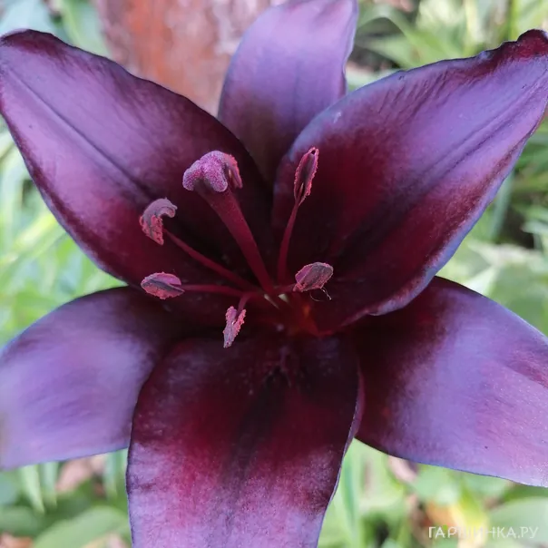 превью изображения отзыва