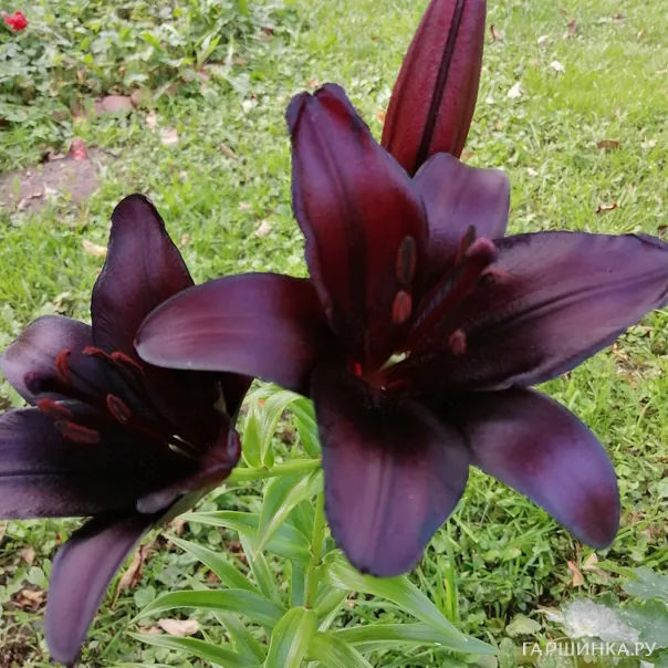 превью изображения отзыва