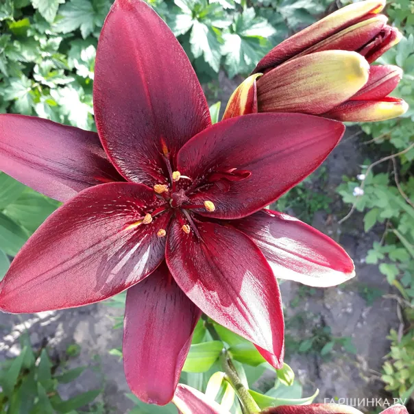 превью изображения отзыва