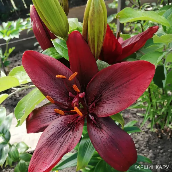 превью изображения отзыва