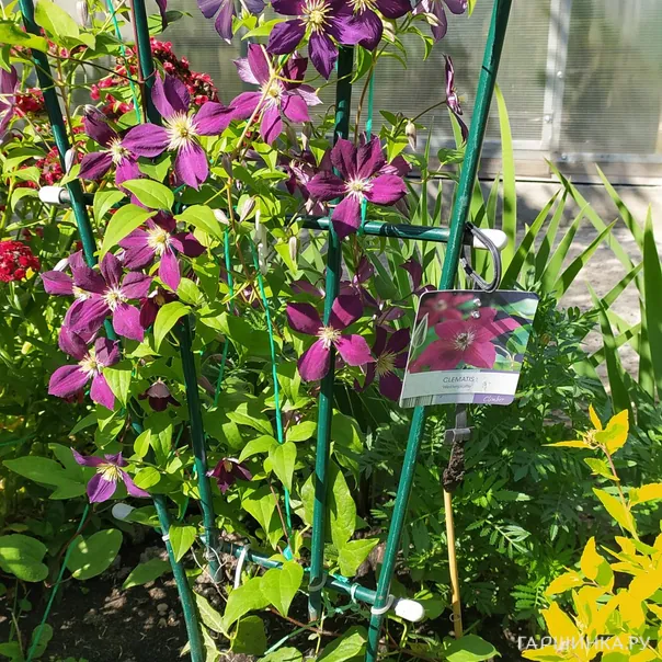 превью изображения отзыва