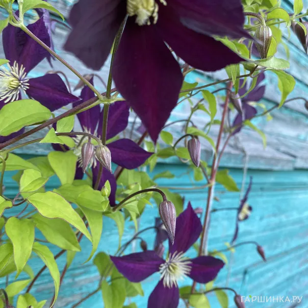 превью изображения отзыва