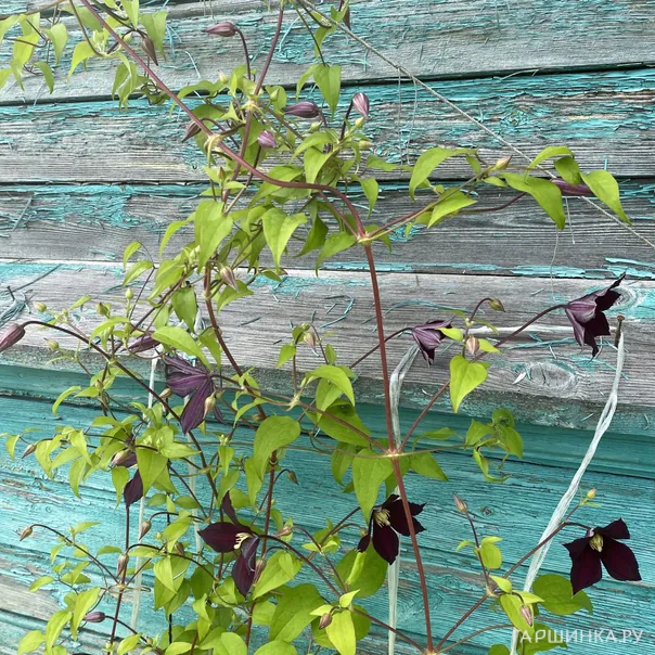 превью изображения отзыва