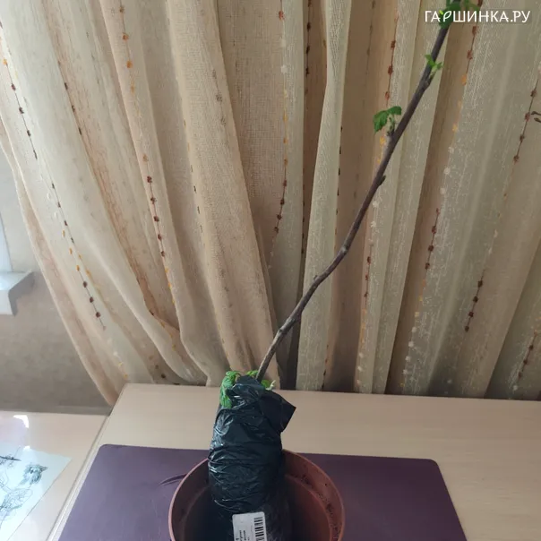 превью изображения отзыва