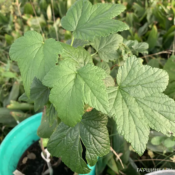 превью изображения отзыва