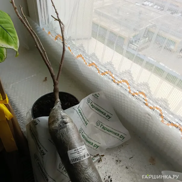 превью изображения отзыва