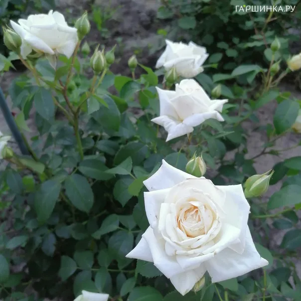 превью изображения отзыва