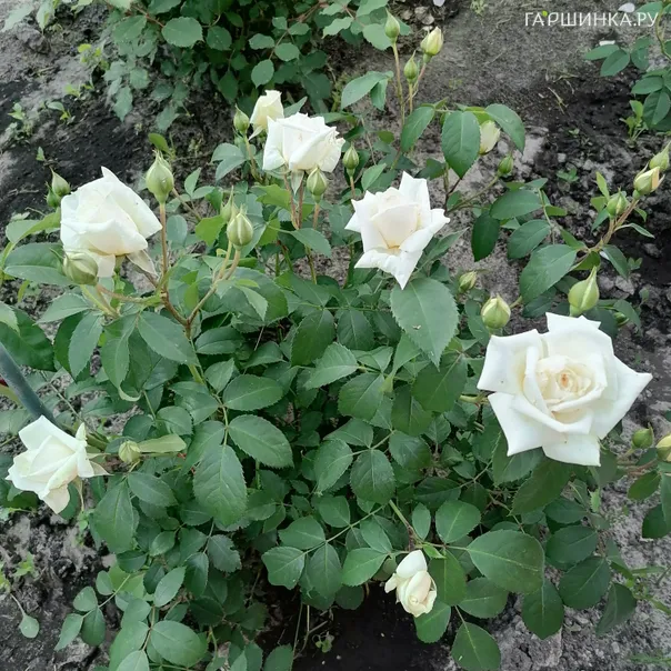 превью изображения отзыва