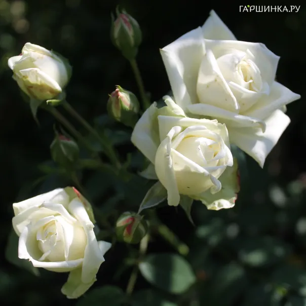 превью изображения отзыва