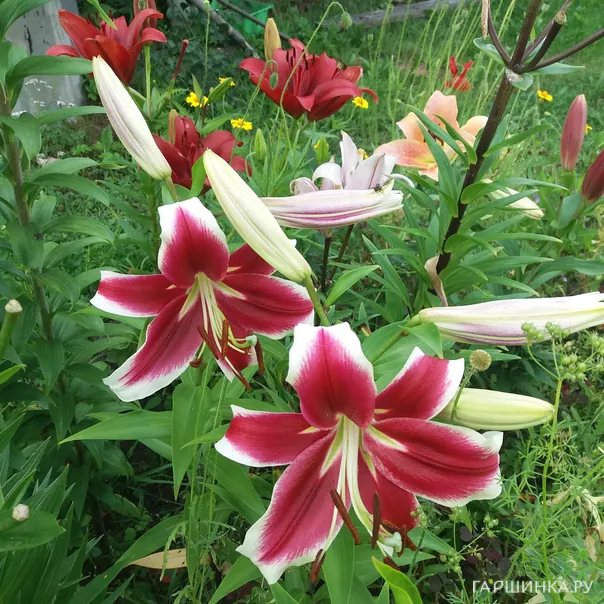 превью изображения отзыва