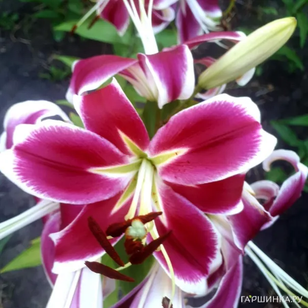 превью изображения отзыва