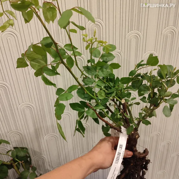 превью изображения отзыва