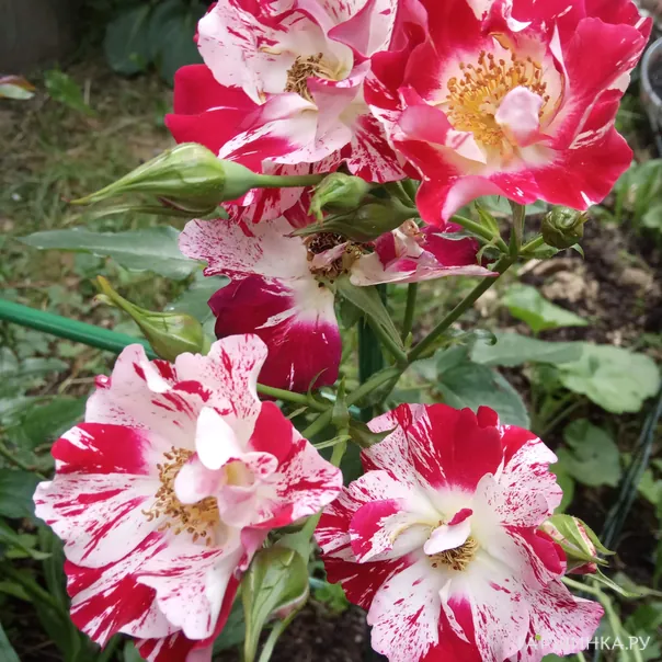 превью изображения отзыва