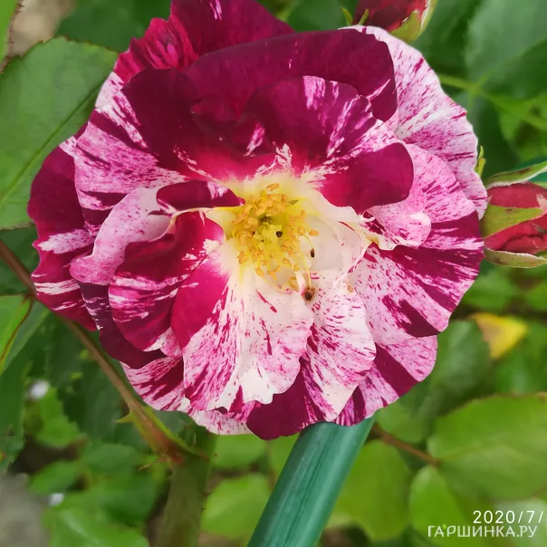 превью изображения отзыва