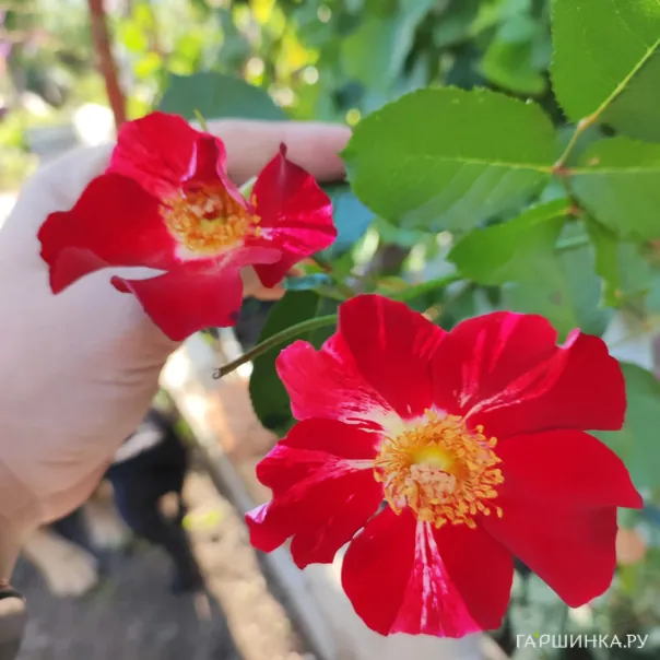 превью изображения отзыва