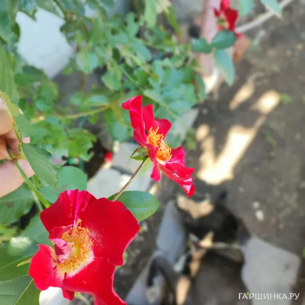 превью изображения отзыва