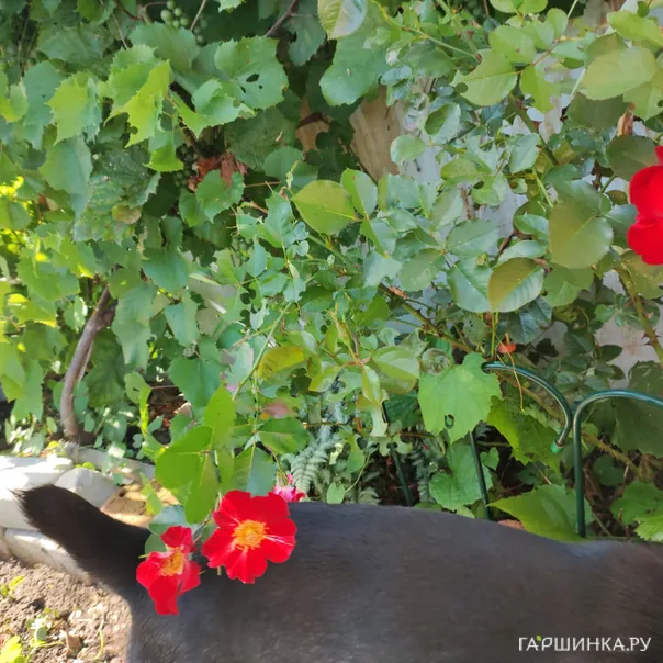 превью изображения отзыва