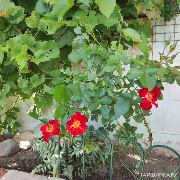 превью изображения отзыва