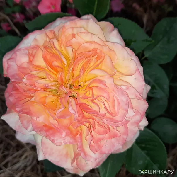 превью изображения отзыва