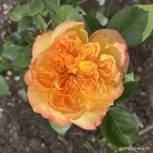 превью изображения отзыва