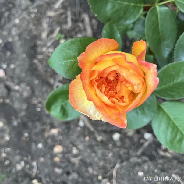 превью изображения отзыва