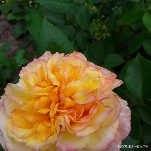 превью изображения отзыва