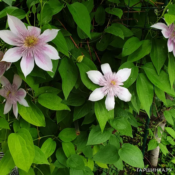 превью изображения отзыва