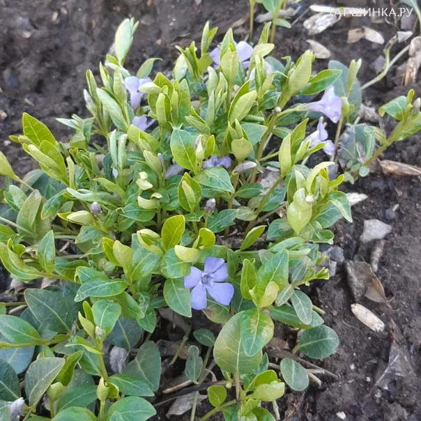 превью изображения отзыва