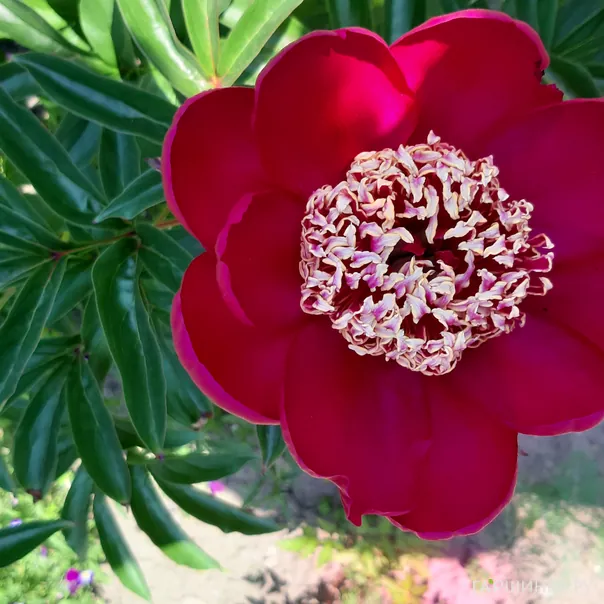 превью изображения отзыва