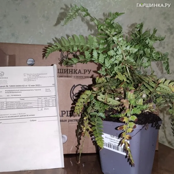 превью изображения отзыва
