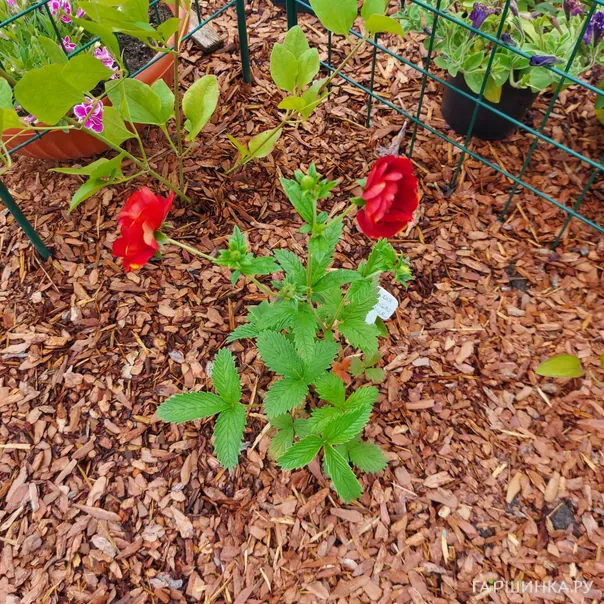 превью изображения отзыва