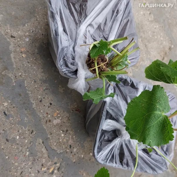 превью изображения отзыва