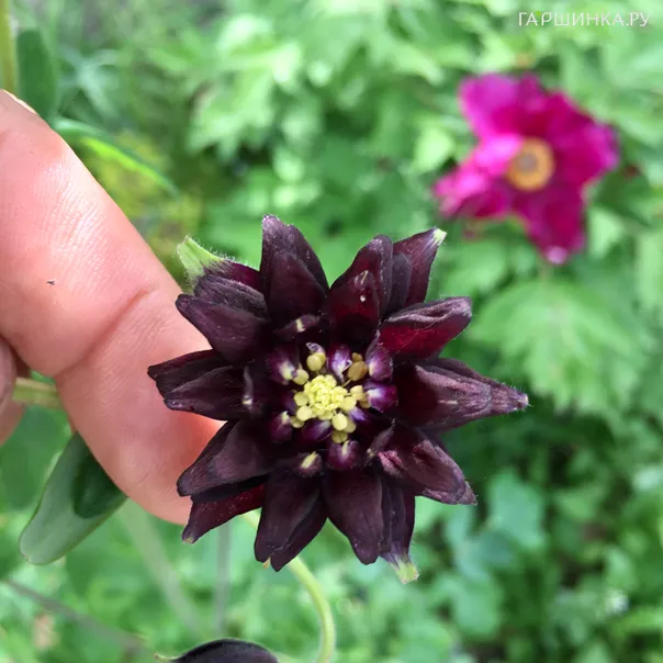 превью изображения отзыва