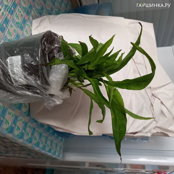 превью изображения отзыва