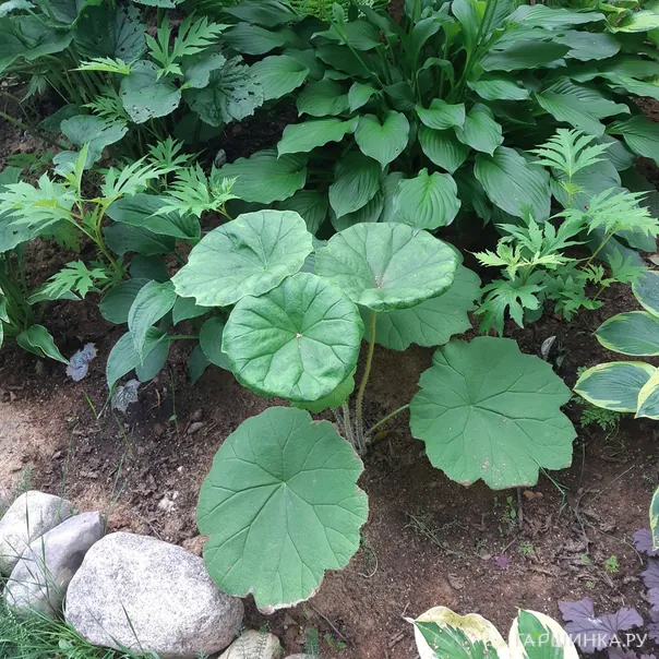 превью изображения отзыва