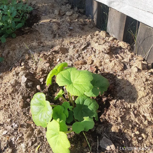 превью изображения отзыва