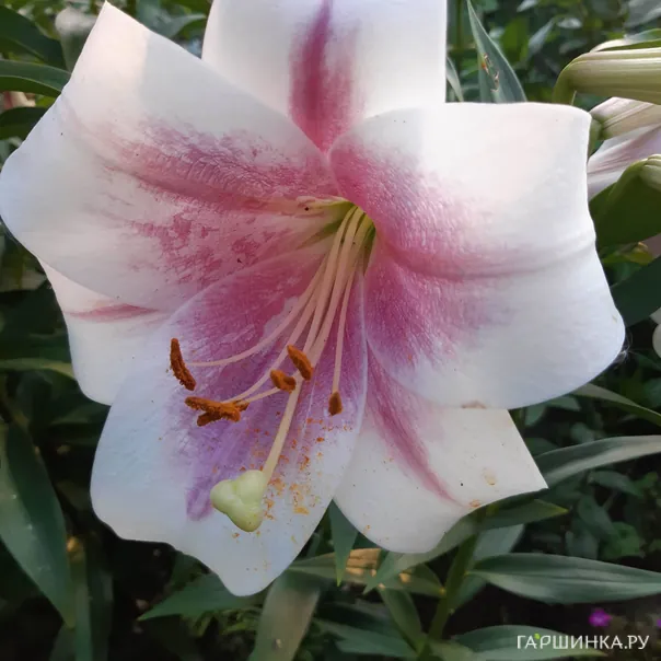 превью изображения отзыва