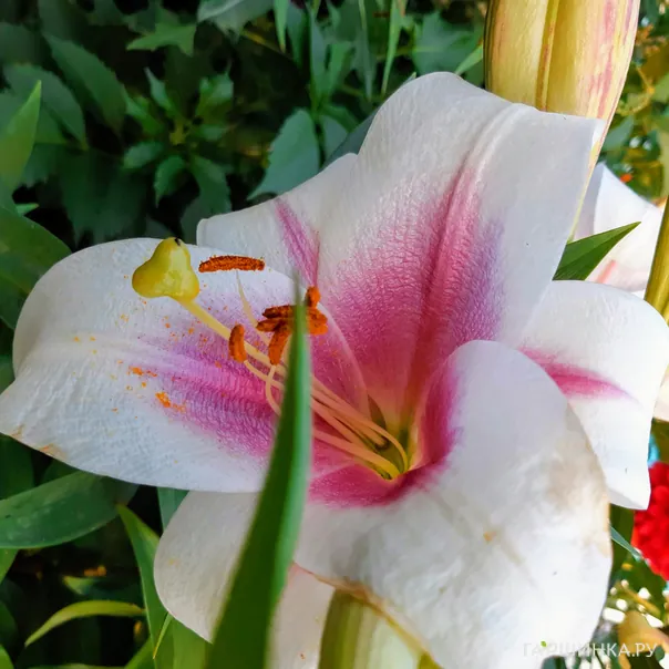 превью изображения отзыва