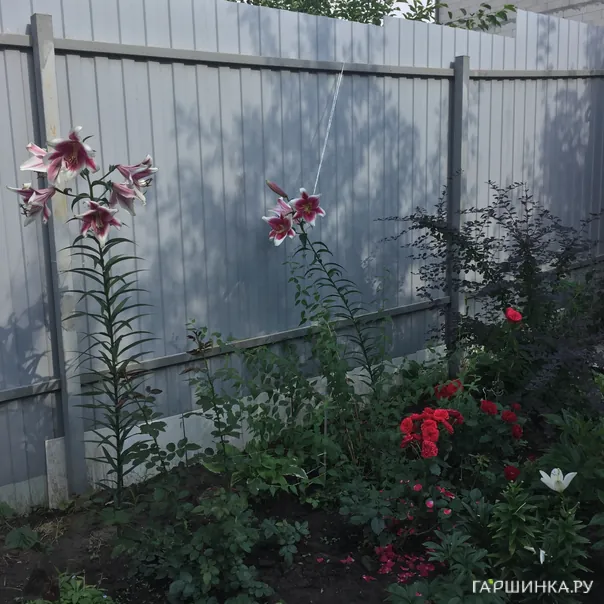 превью изображения отзыва